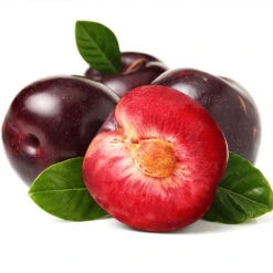 Satsuma Plum Tree -GreenNest Store Satsuma Plum 2