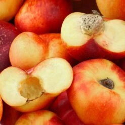 Saturn Peach Tree -GreenNest Store Saturn Peach Tree 1