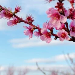 Saturn Peach Tree -GreenNest Store Saturn Peach Tree 4