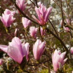 Saucer Magnolia Tree -GreenNest Store Saucer Magnolia 2 FGT