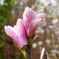 Saucer Magnolia Tree -GreenNest Store Saucer Magnolia 3