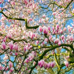 Saucer Magnolia Tree -GreenNest Store Saucer Magnolia 6