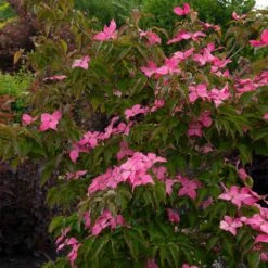 Scarlet Fire® Dogwood Tree 5 Scarlet Fire® Dogwood Tree -GreenNest Store Scarlett Fire 1