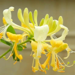 'Scentsation' Honeysuckle Vine 7 'Scentsation' Honeysuckle Vine -GreenNest Store Scentsation Honeysuckle 4