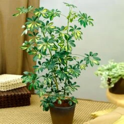 Sunset Hues House Plant Kit 12 Sunset Hues House Plant Kit -GreenNest Store Schefflera Trinette 1 8e92dc51 dc29 482e 9d14 119cf31a7b14