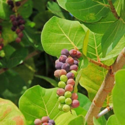 Sea Grape Bush -GreenNest Store Sea Gape 2