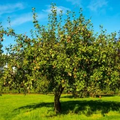Seckel Pear Tree 7 Seckel Pear Tree -GreenNest Store Seckel Pear 1