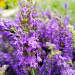 Sensational™ Lavender Plant -GreenNest Store Sensational Lavender 10