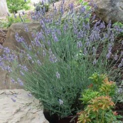 Sensational™ Lavender Plant -GreenNest Store Sensational Lavender 11