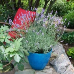 Sensational™ Lavender Plant -GreenNest Store Sensational Lavender 5