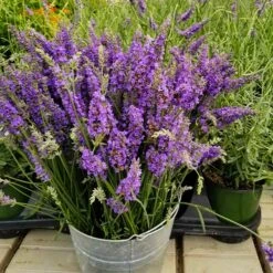 Sensational⢠Lavender Plant