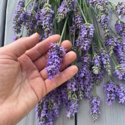 Sensational™ Lavender Plant -GreenNest Store Sensational Lavender 8 FGT