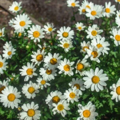 Becky Shasta Daisy -GreenNest Store Shasta Daisy Becky 2 FGT