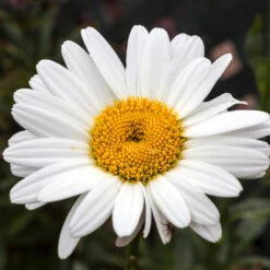 Becky Shasta Daisy -GreenNest Store Shasta Daisy Becky 4 FGT