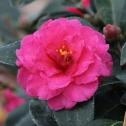 Camellia 'Shi-Shi Gashira' Shrub -GreenNest Store ShiSHi Gashira Camellia 3 FGT
