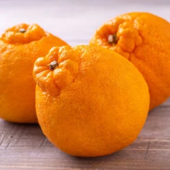 Shiranui Mandarin Tree -GreenNest Store Shiranui Mandarin 4 FGT