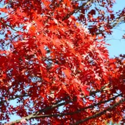 Shumard Oak Tree -GreenNest Store Shumard Oak 3