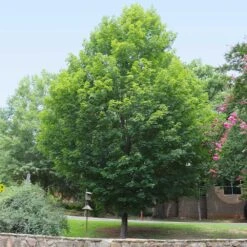 Silver Maple Tree -GreenNest Store Silver Maple Tree 6