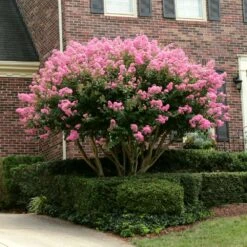 Sioux Crape Myrtle -GreenNest Store Sioux Crape myrtle 2
