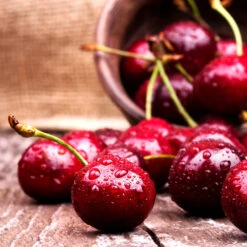 Skeena Cherry Tree 5 Skeena Cherry Tree -GreenNest Store Skeena Cherry 4 FGT