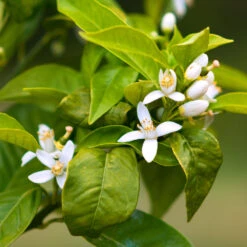 Smith Red Orange -GreenNest Store Smith Red Orange 7