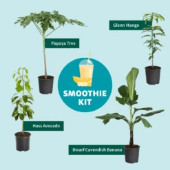 Papaya Tree -GreenNest Store Smoothie Kit Graphic 11ae7b3b 499b 4165 a9bd 09be178c93af