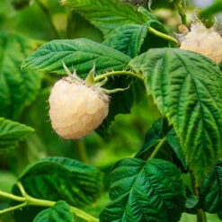 Snowbank White Blackberry Bush 7 Snowbank White Blackberry Bush -GreenNest Store Snowbank Blackberry 1