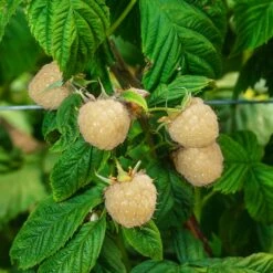 Snowbank White Blackberry Bush 6 Snowbank White Blackberry Bush -GreenNest Store Snowbank Blackberry 3