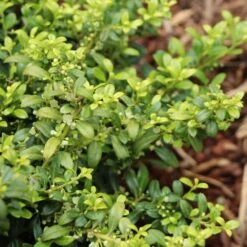 Soft Touch Holly Shrub 5 Soft Touch Holly Shrub -GreenNest Store Soft Touch Holly 4