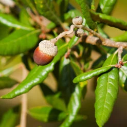Live Oak Tree 8 Live Oak Tree -GreenNest Store Southern Live Oak FGT 1