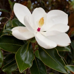 Southern Magnolia 7 Southern Magnolia -GreenNest Store Southern Magnolia 8 FGT