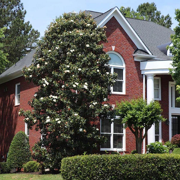 Southern Magnolia 1 Southern Magnolia