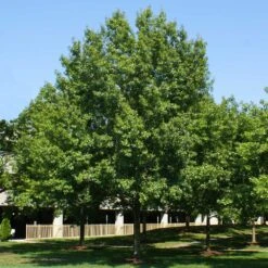 Southern Red Oak Tree -GreenNest Store Southern Red Oak 2