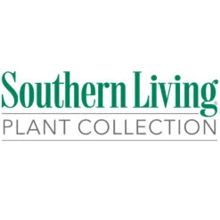 Sunshine Ligustrum Shrub -GreenNest Store Southn Living 1000x1000 48fce603 8b4f 4893 ad14 09813e97275d