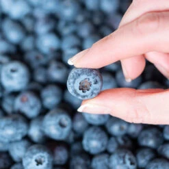 Spartan Blueberry Bush -GreenNest Store Spartan Blueberry 5 FGT