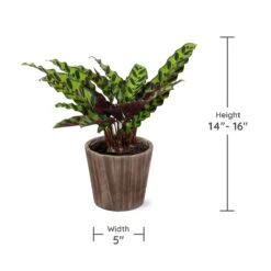 Calathea Rattlesnake With Decorative Pot -GreenNest Store Specs