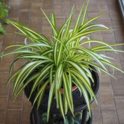 Spider Plant -GreenNest Store Spider Plant 1