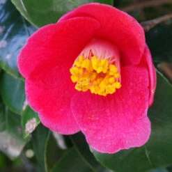 Spring's Promise Camellia Shrub -GreenNest Store Springs Promise Camellia 1 FGT
