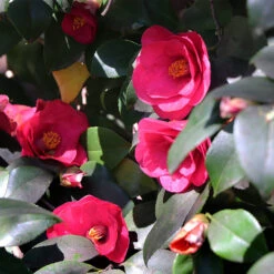 Spring's Promise Camellia Shrub -GreenNest Store Springs Promise Camellia 4