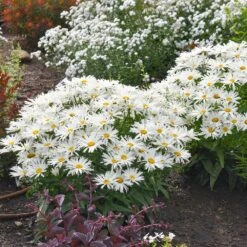 Amazing Daisies® ‘Spun Silk’ Shasta Daisy -GreenNest Store Spun Silk Bananas 2