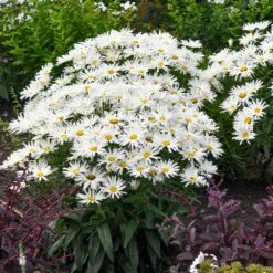 Amazing Daisies® ‘Spun Silk’ Shasta Daisy -GreenNest Store Spun Silk Bananas 3