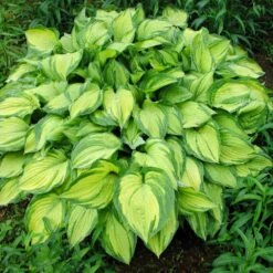 Stained Glass Hosta Plant -GreenNest Store Stained Glass Hosta 1