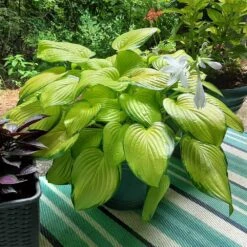 Stained Glass Hosta Plant -GreenNest Store Stained Glass Hosta 3