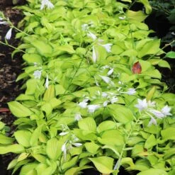 Stained Glass Hosta Plant -GreenNest Store Stained Glass Hosta 6