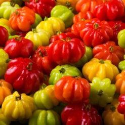 Star Cherry Tree (Pitanga) -GreenNest Store Star Cherry 7 FGT