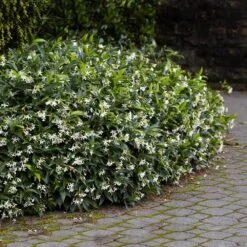 Star Jasmine -GreenNest Store Star Jasmine 2 FGT