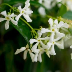 Star Jasmine -GreenNest Store Star Jasmine 3