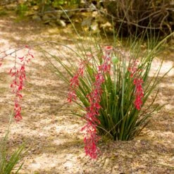 Dwarf Red Yucca Stoplights -GreenNest Store Stoplights Dwarf Hesperaloe 3