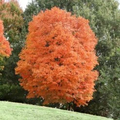 Sugar Maple Tree 11 Sugar Maple Tree -GreenNest Store Sugar Maple 3