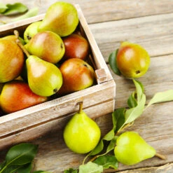 Summercrisp Pear Tree 6 Summercrisp Pear Tree -GreenNest Store Summercrisp Pear 3 FGT